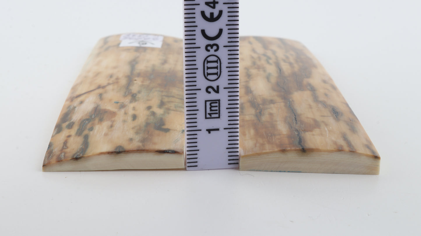 Natural woolly mammoth bark scales