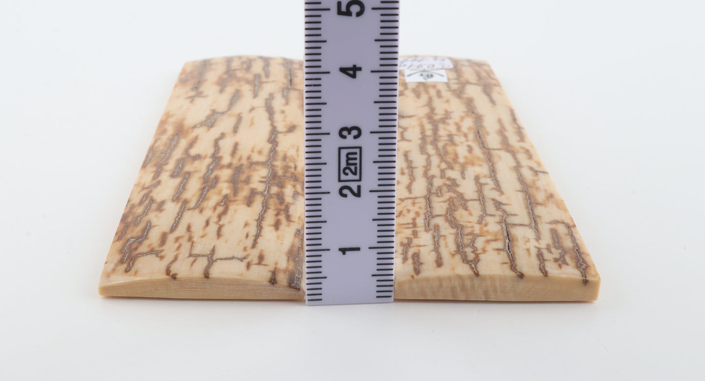 Natural mammoth bark scales