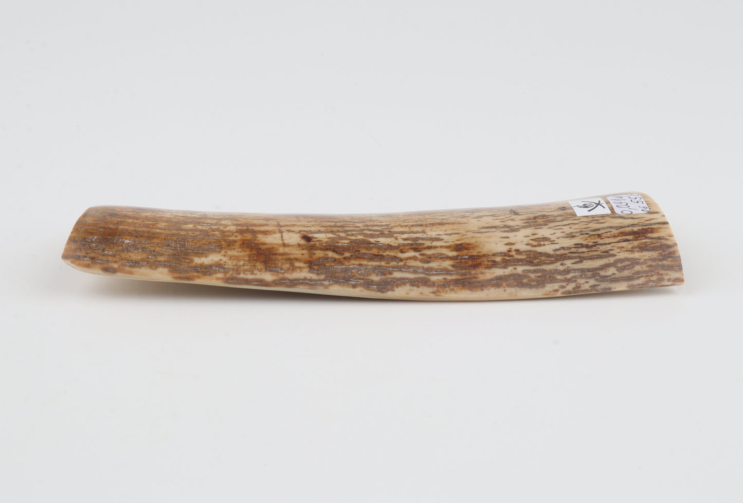 Orange mammoth bark