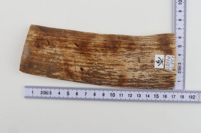 Orange mammoth bark
