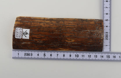 Caramel mammoth bark