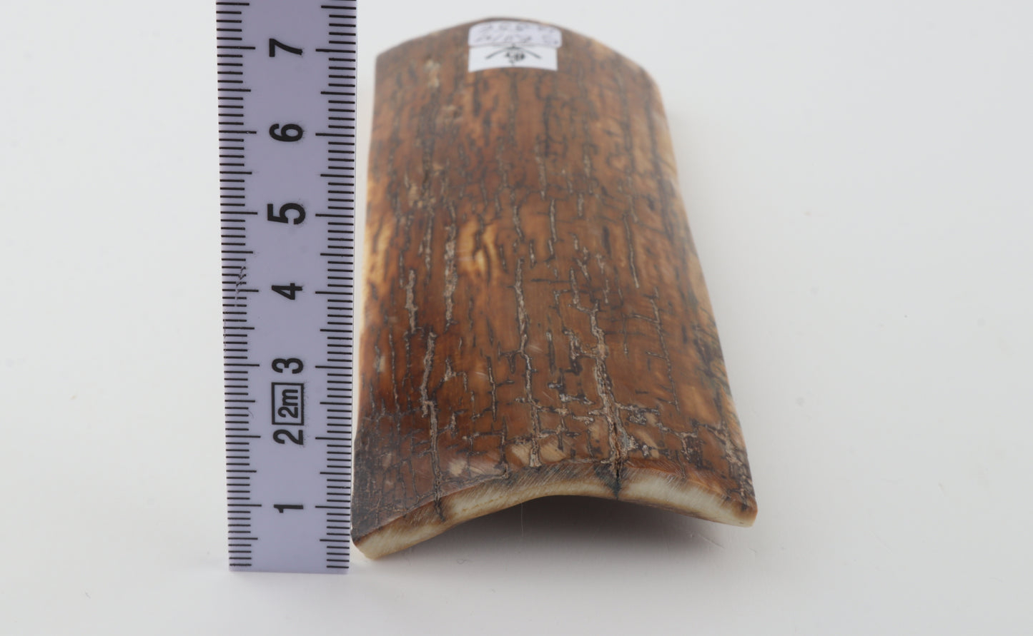 Caramel mammoth bark