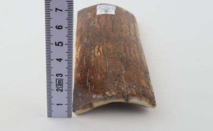 Caramel mammoth bark