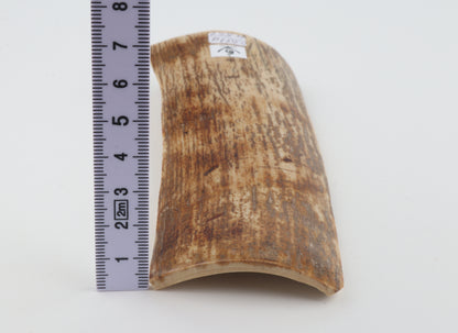 Orange mammoth bark