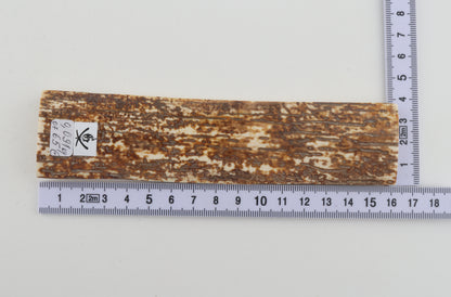 Orange-white mammoth bark