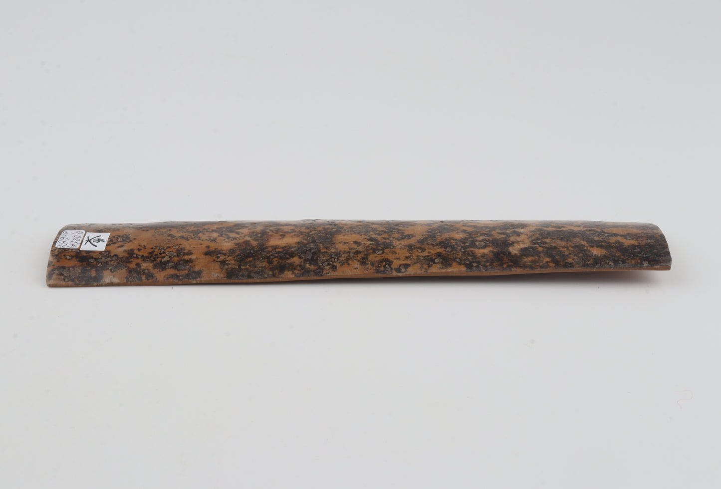 Brown-mustard mammoth bark
