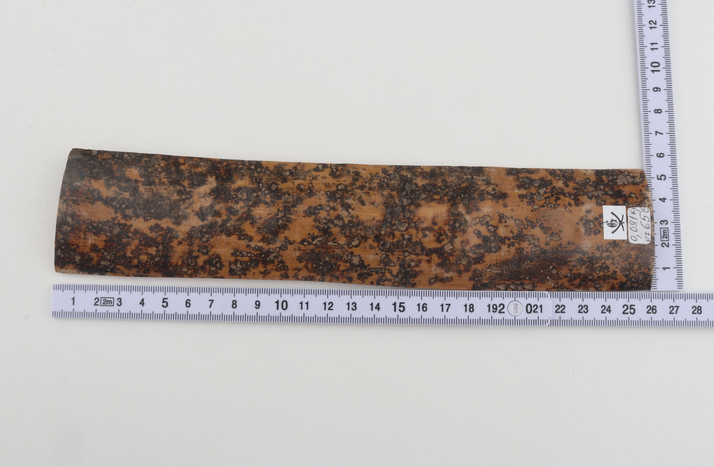 Brown-mustard mammoth bark