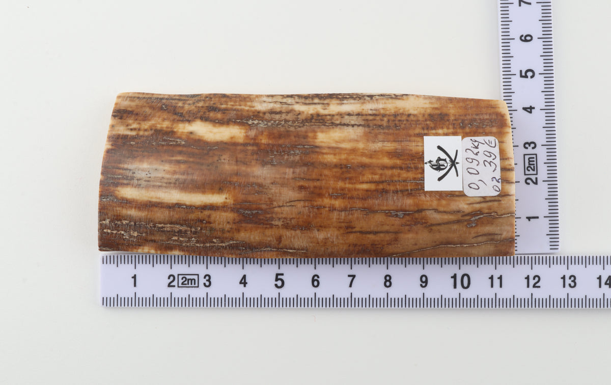 Caramel-brown mammoth bark