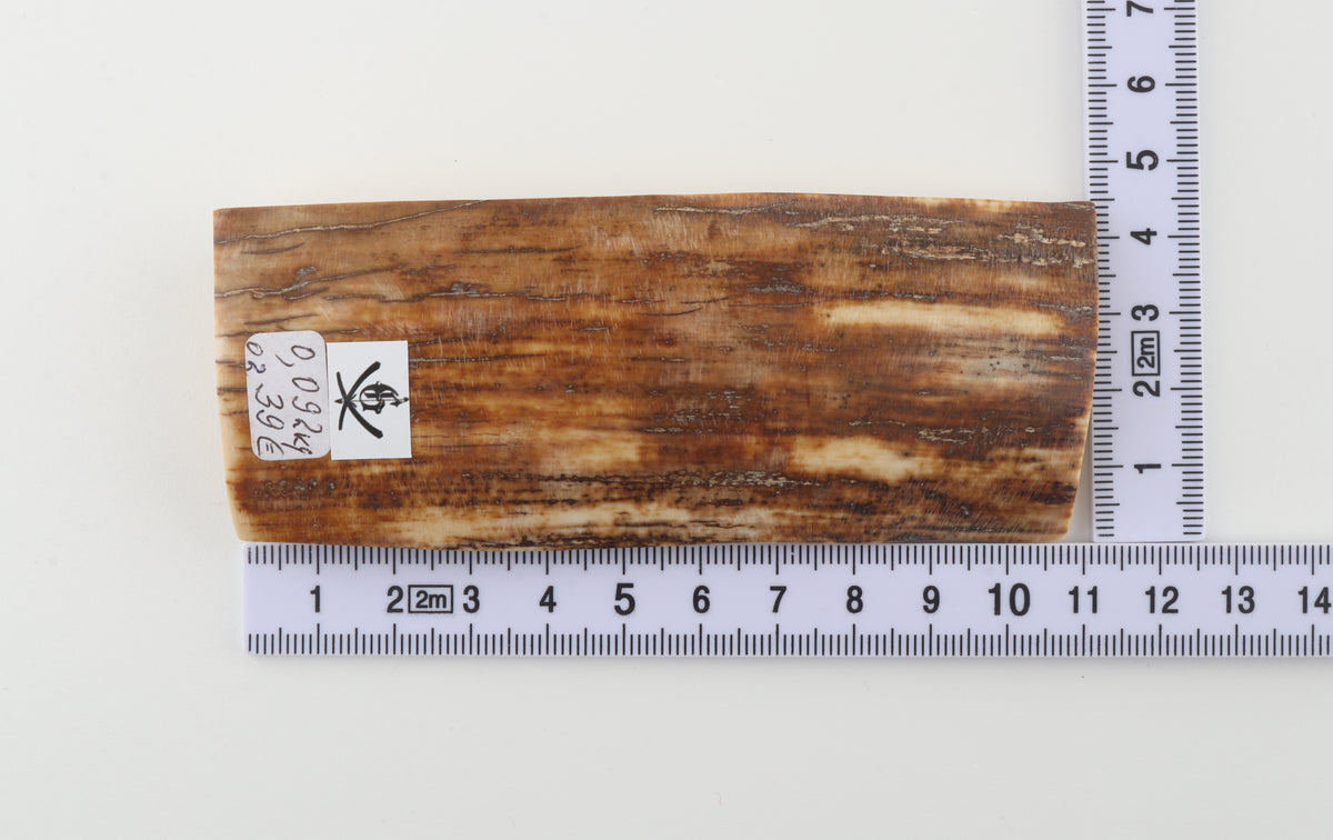 Caramel-brown mammoth bark