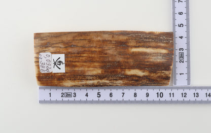 Caramel-brown mammoth bark