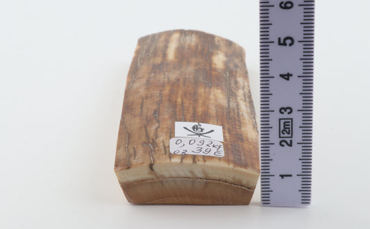 Caramel-brown mammoth bark