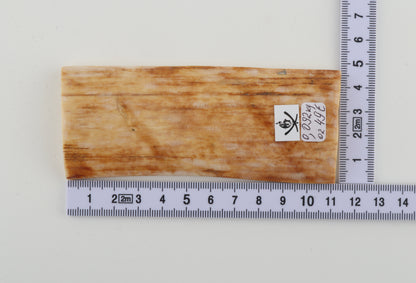 Creme-orange mammoth bark