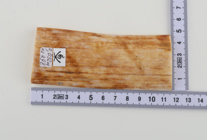 Creme-orange mammoth bark