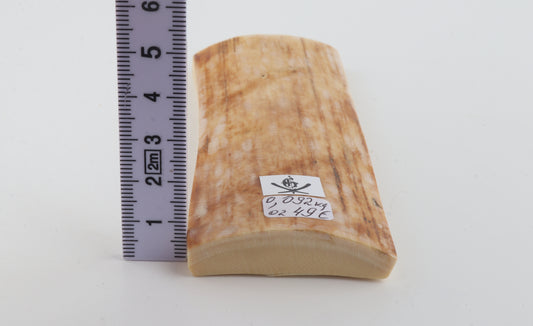 Creme-orange mammoth bark