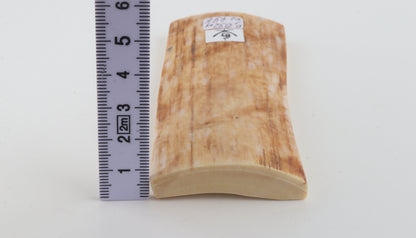 Creme-orange mammoth bark