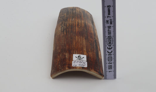 Brown-orange mammoth bark