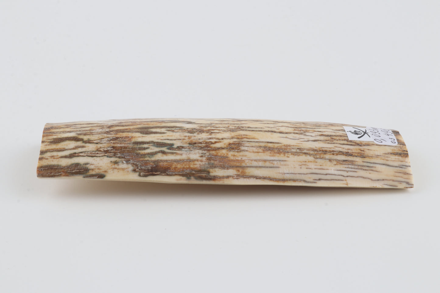 White-beige mammoth bark