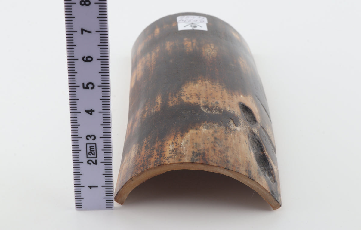 Chocolate-brown mammoth bark