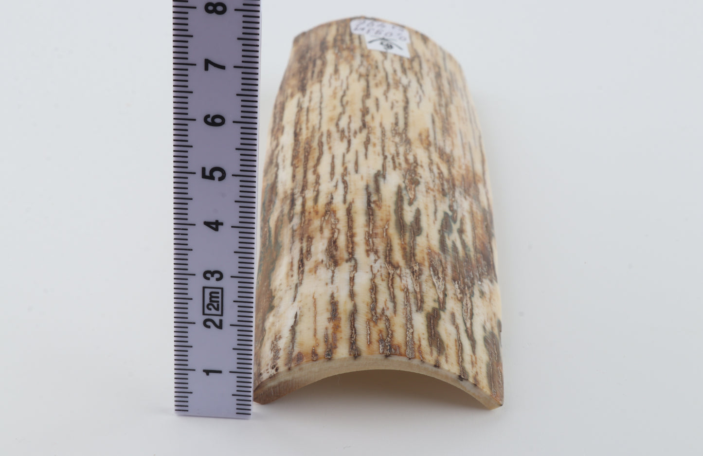 White-beige mammoth bark