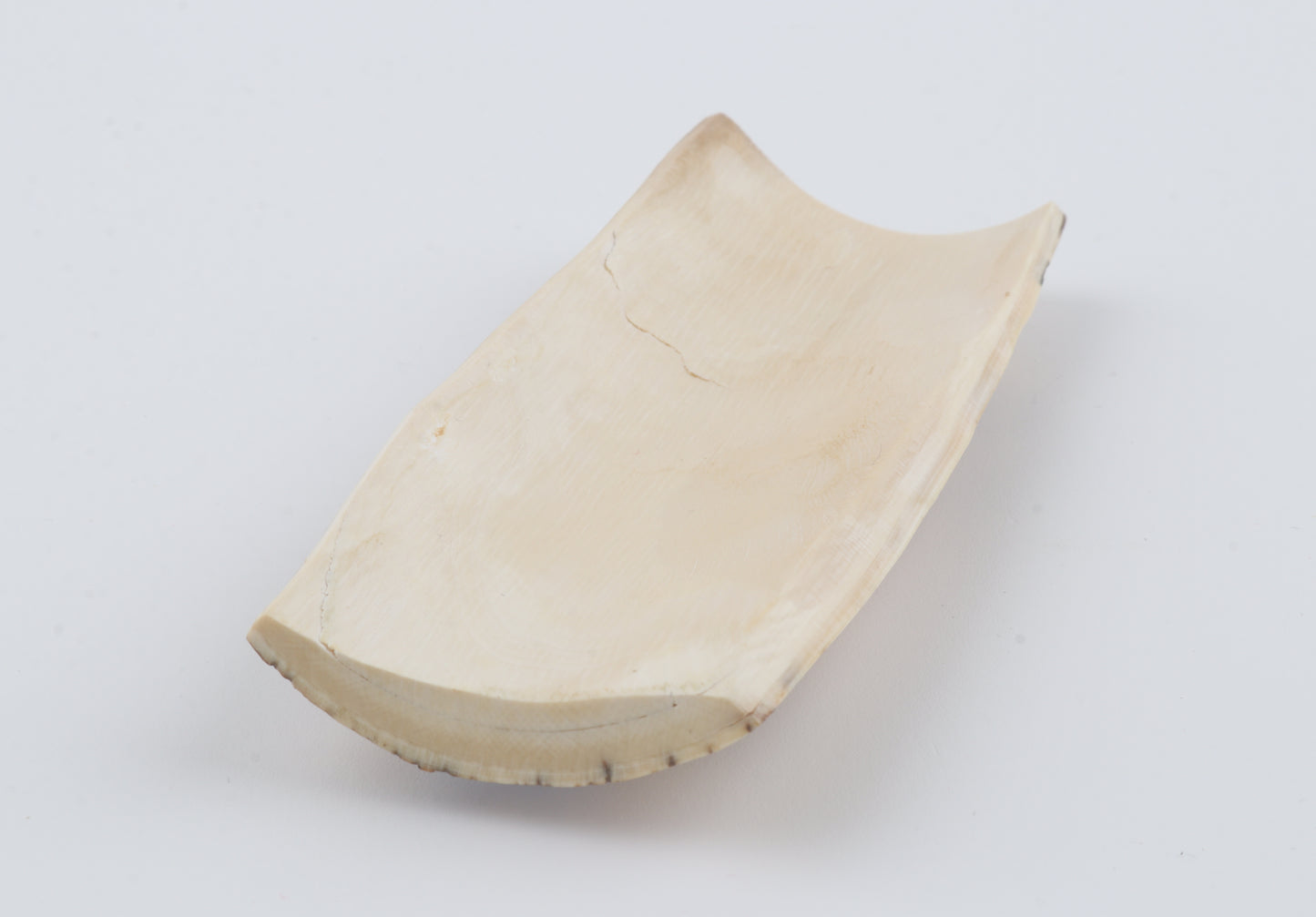 White-beige mammoth bark