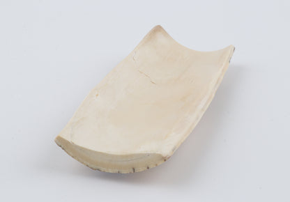 White-beige mammoth bark