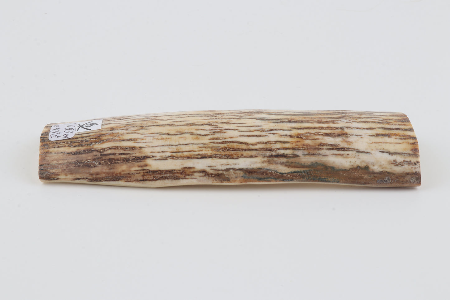 White-beige mammoth bark