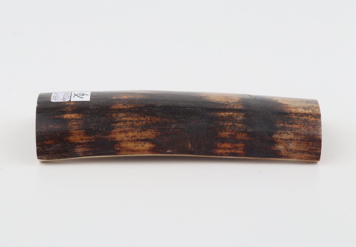 Chocolate-brown mammoth bark