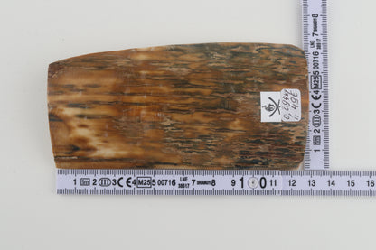 Green-beige mammoth bark