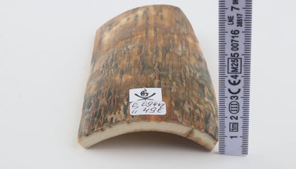 Green-beige mammoth bark