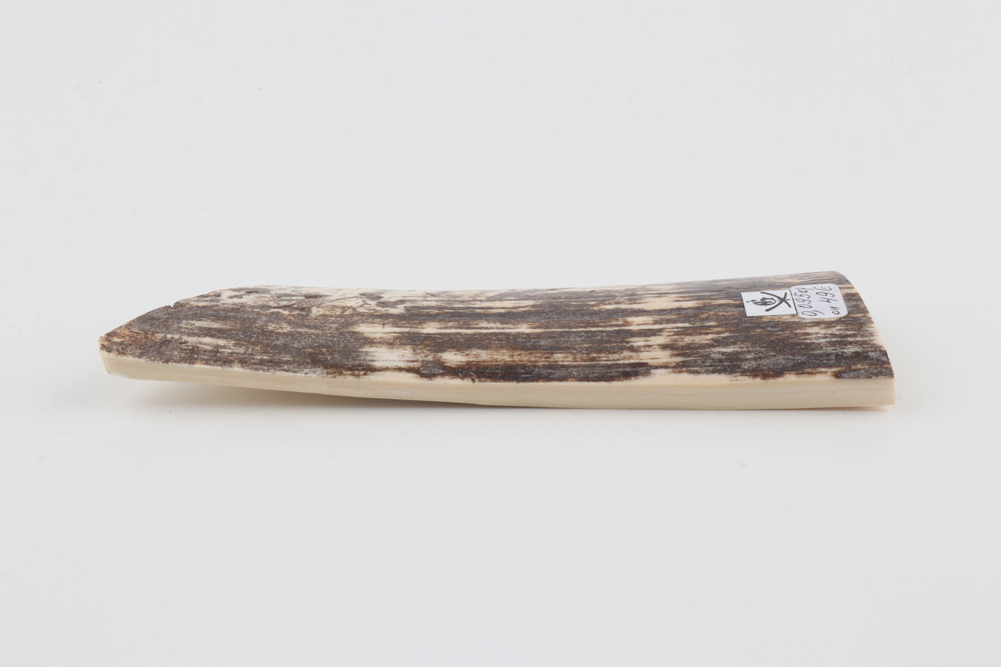Brown-white mammoth bark