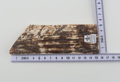 Brown-white mammoth bark