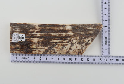 Brown-white mammoth bark