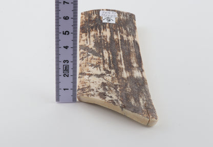 Brown-white mammoth bark