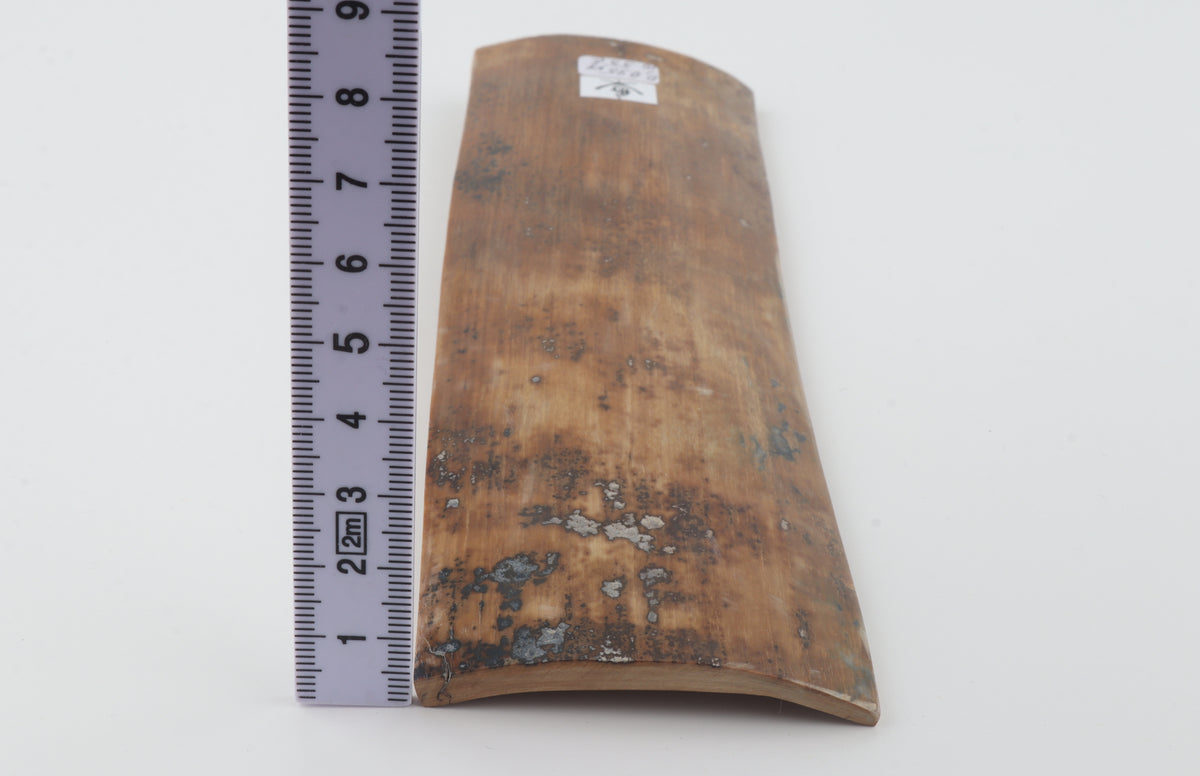 Brown mammoth bark