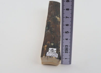 Brown-blue mammoth bark