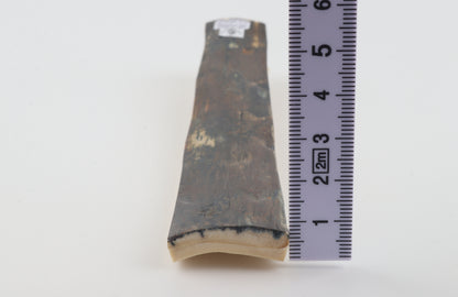 Brown-blue mammoth bark