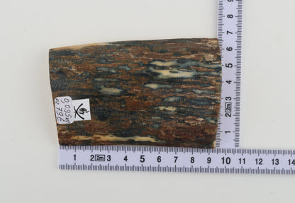 Blue-brown mammoth bark