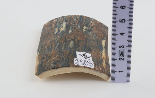 Blue-brown mammoth bark