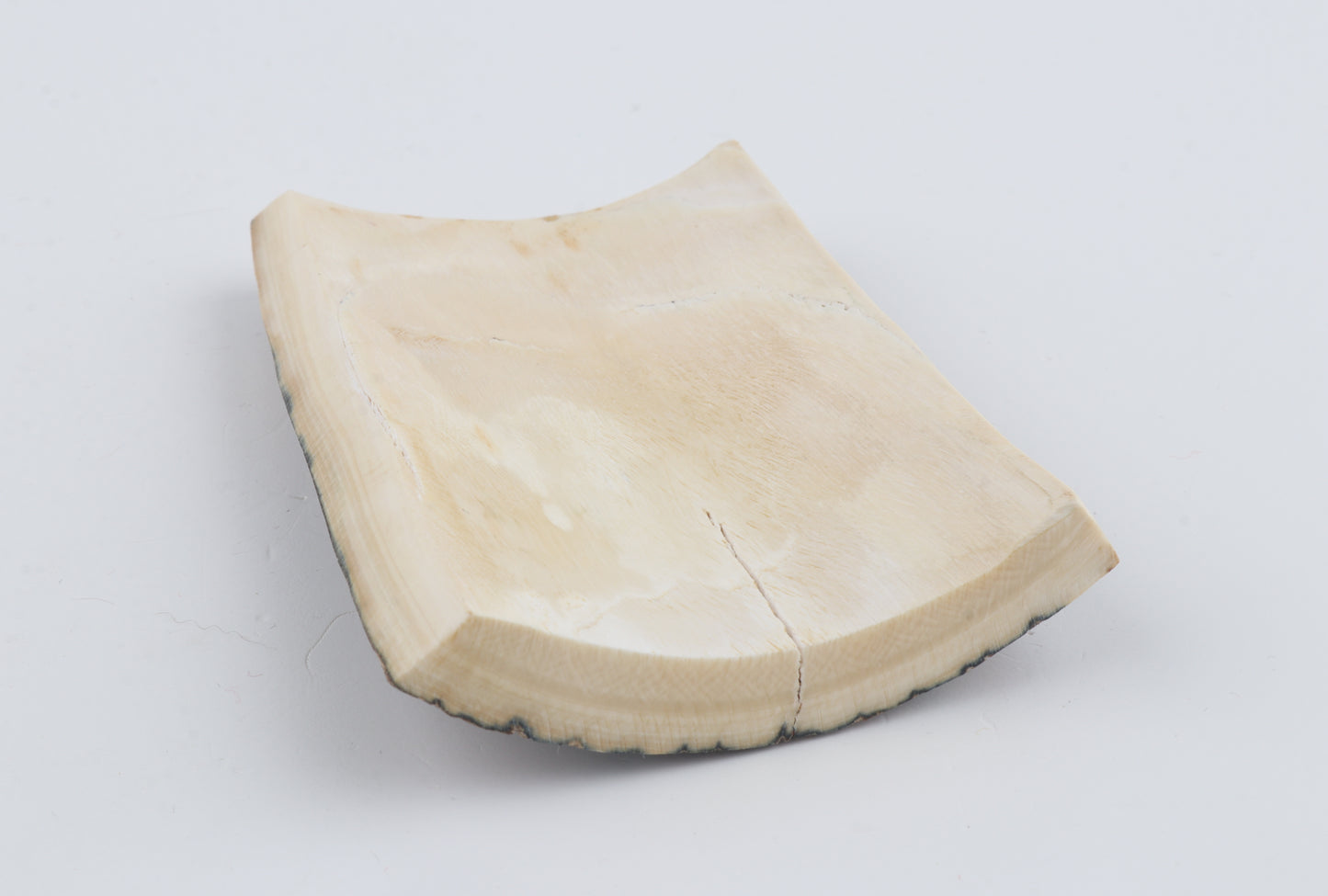 Blue-brown mammoth bark