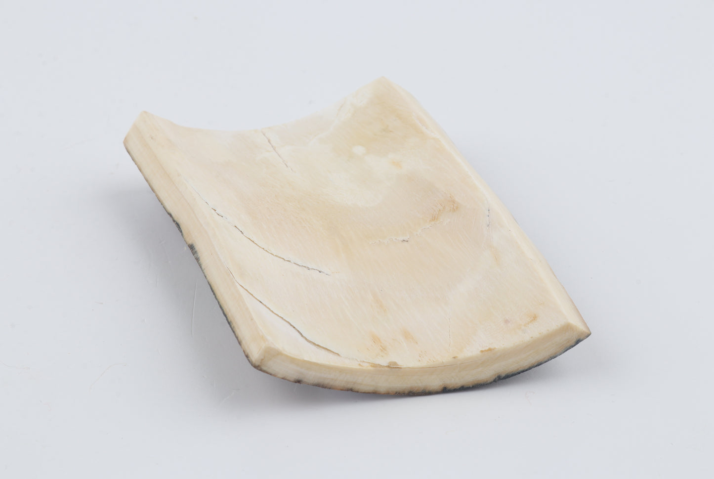 Blue-brown mammoth bark