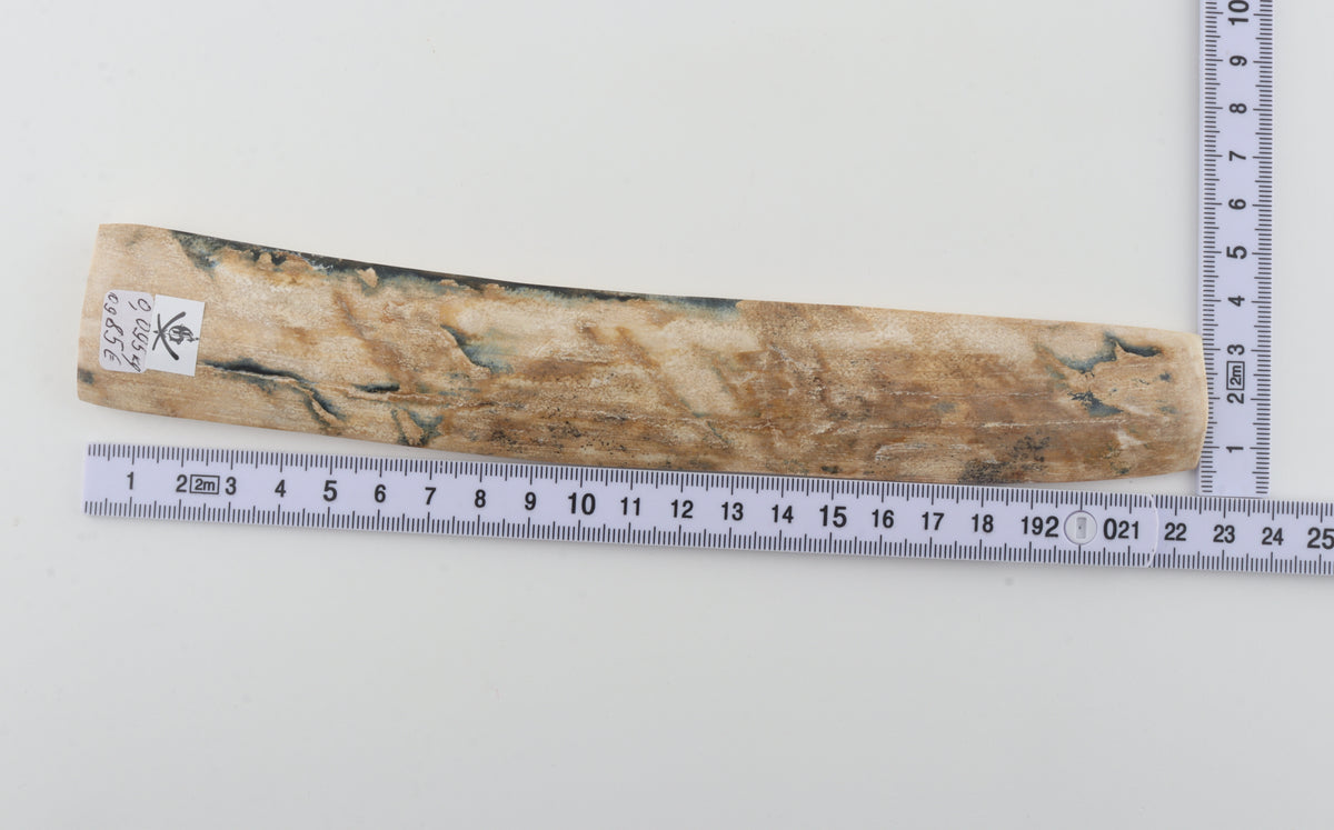 Cream-beige mammoth bark