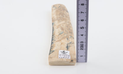 Cream-beige mammoth bark