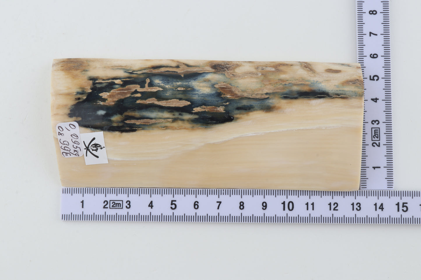 White-blue mammoth bark