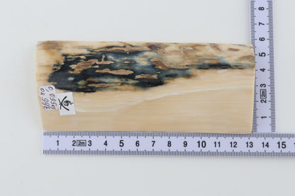 White-blue mammoth bark