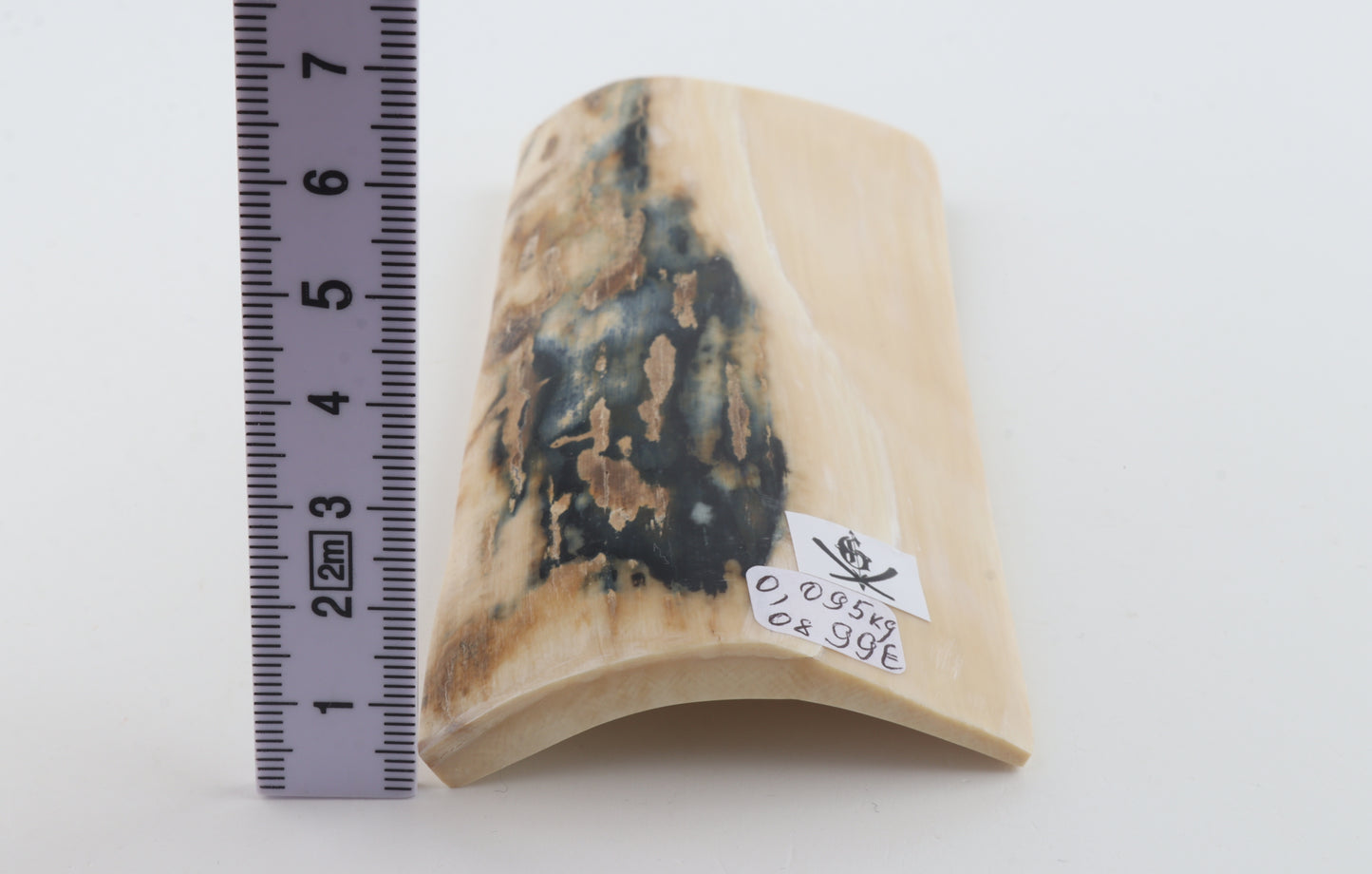 White-blue mammoth bark