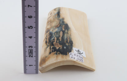 White-blue mammoth bark