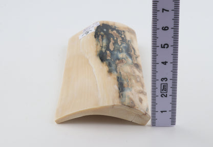 White-blue mammoth bark