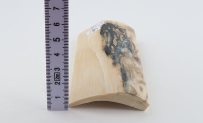 White-blue mammoth bark