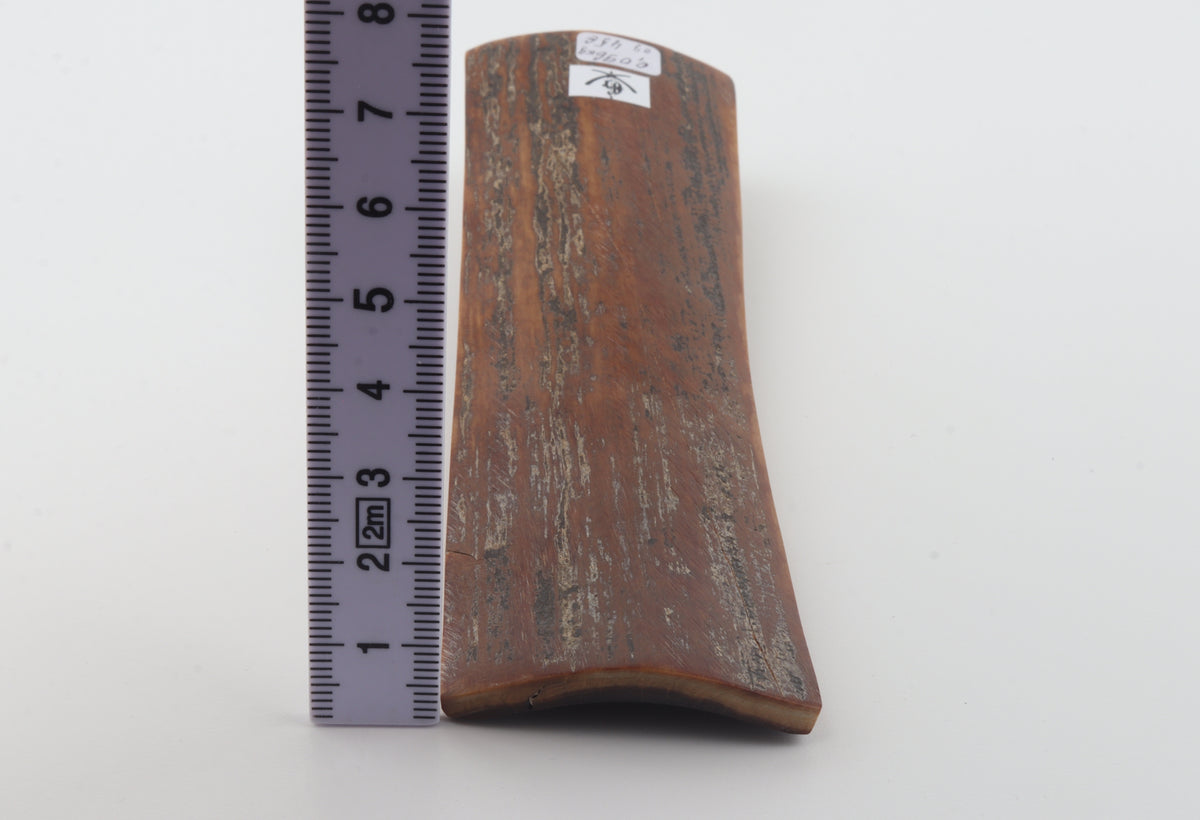 Brown mammoth bark