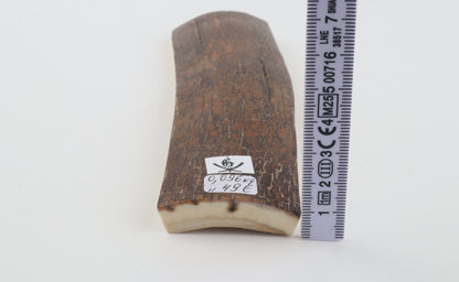 Brown mammoth bark